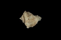 藏品(小皺岩螺)的圖片